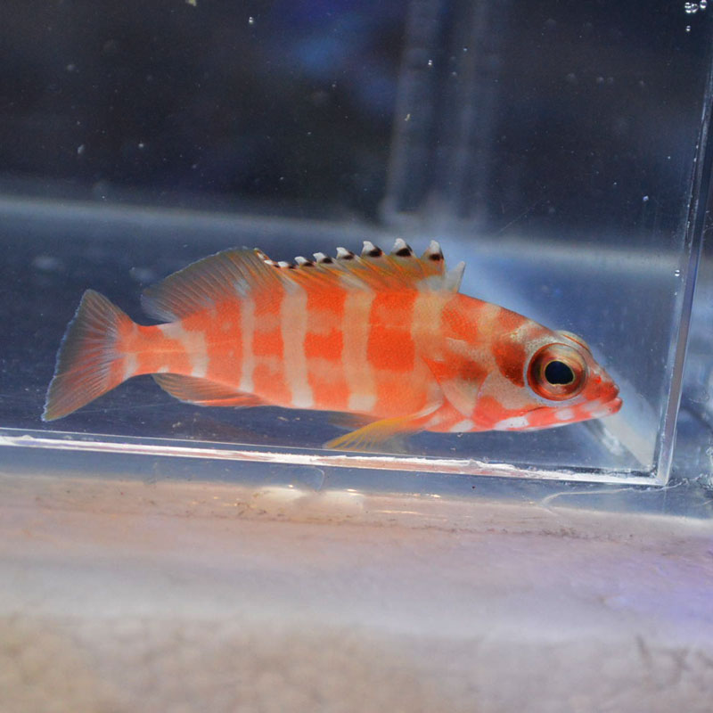 アカハタ 沖縄産 海水魚図鑑 過去入荷 海水魚 バスレット ハナダイ ハタ やどかり屋