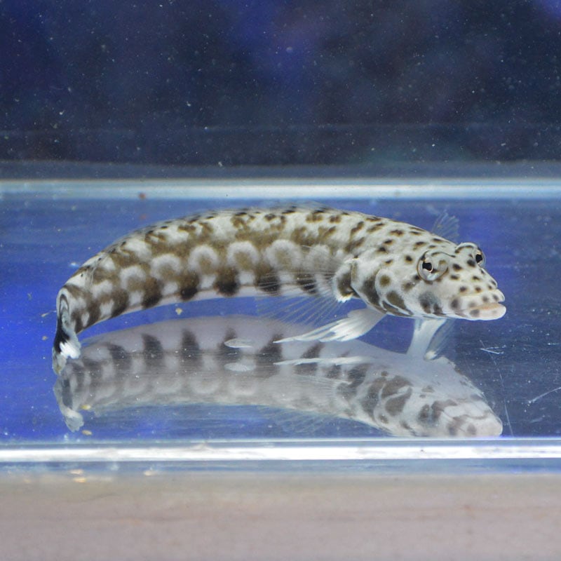 オグロトラギス【沖縄産ハンドコート】 | 海水魚図鑑（過去入荷）,海水
