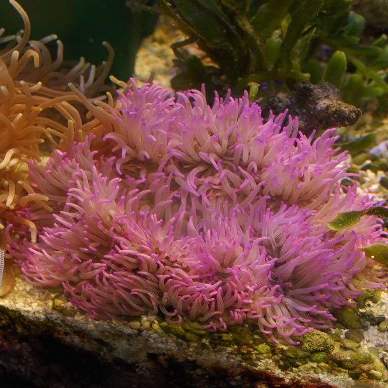 シライトイソギンチャク　#海水生体　#海水魚　#水槽 シライトイソギンチャク | 生麦海水魚センターネットショップ