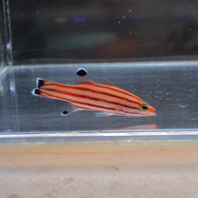 スイスガードバスレット【カリブ産】 | 海水魚図鑑（過去入荷）,海水魚