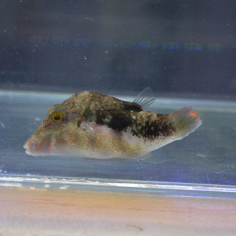 カザリキンチャクフグ 沖縄産 海水魚図鑑 過去入荷 海水魚 フグ ハコフグ やどかり屋