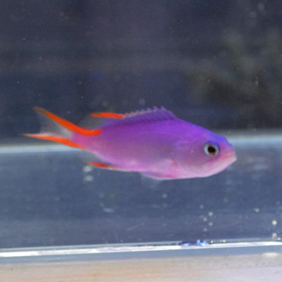 タテスジハタ【沖縄産】 | 海水魚図鑑（過去入荷）,海水魚,バスレット