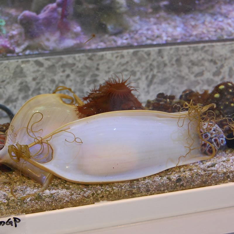 ナヌカザメの卵 近海産 海水魚図鑑 過去入荷 海水魚 サメ エイ やどかり屋 ナヌカザメの卵 近海産 海水魚図鑑 過去入荷 海水魚 サメ エイ やどかり屋