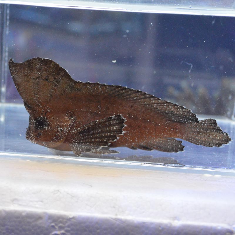 ツマジロオコゼ【近海産】 | 海水魚図鑑（過去入荷）,海水魚,カサゴ