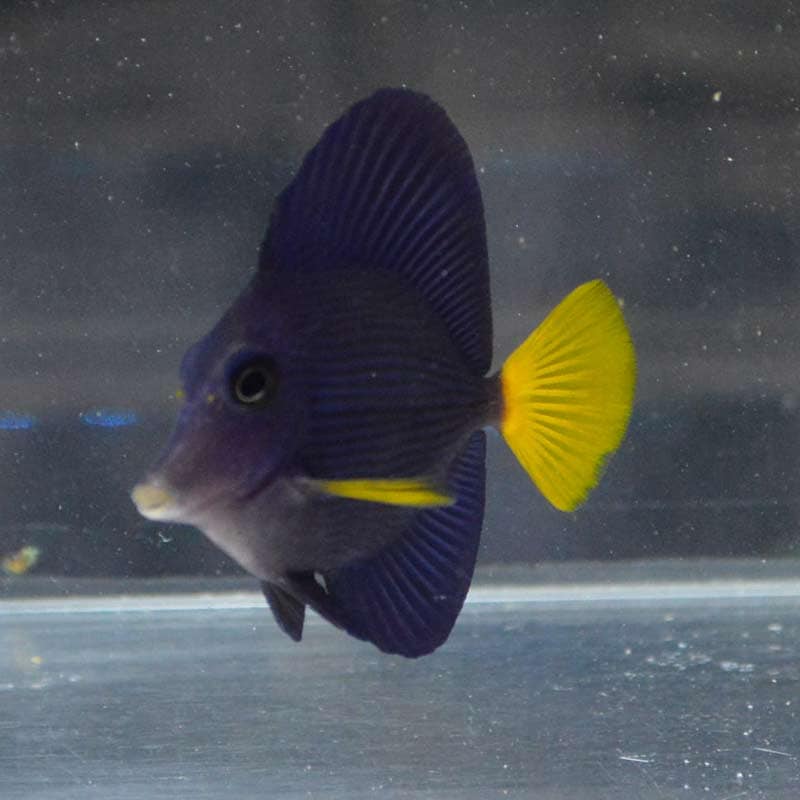 海水魚 パープルタン 約12〜3センチ