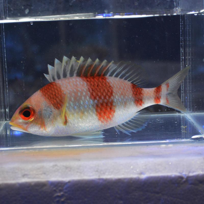 タマガシラ【近海産】 | 海水魚図鑑（過去入荷）,海水魚,その他