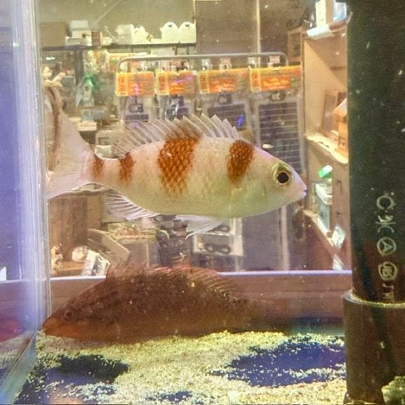 シチセンベラ【マニラ産】 | 海水魚図鑑(過去入荷),海水魚,ベラ シチセンベラ【マニラ産】 | 海水魚図鑑(過去入荷),海水魚,ベラ