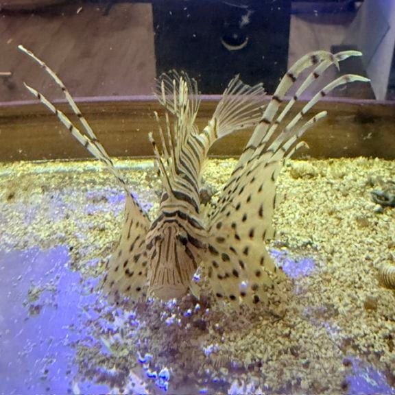 ミノカサゴ【近海産】 | 海水魚,カサゴ・オコゼ | やどかり屋