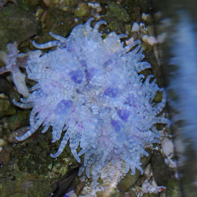 ジュズダマイソギンチャク 沖縄産ハンドコート 海水魚図鑑 過去入荷 サンゴ イソギンチャク イソギンチャク やどかり屋 ジュズダマイソギンチャク 沖縄産ハンドコート 海水魚図鑑 過去入荷 サンゴ イソギンチャク イソギンチャク やどかり屋