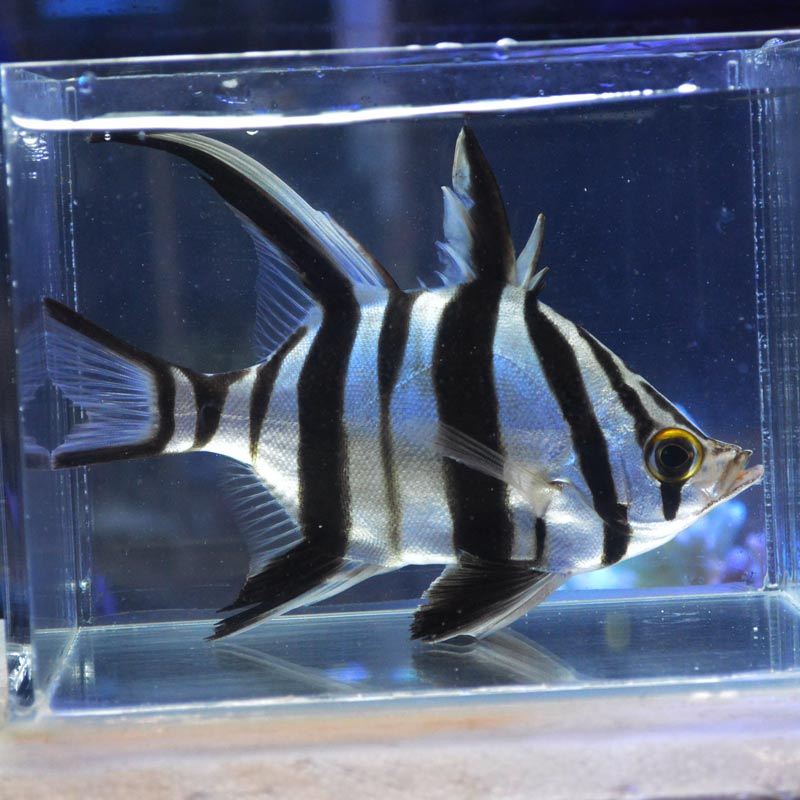 オールドワイフ 西オーストラリア産 海水魚図鑑 過去入荷 海水魚 その他 やどかり屋