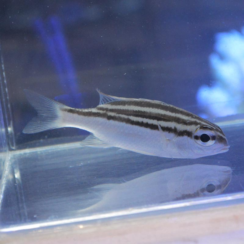 さかな ヨコシマタマガシラ【沖縄産ハンドコート】 | 海水魚図鑑（過去入荷