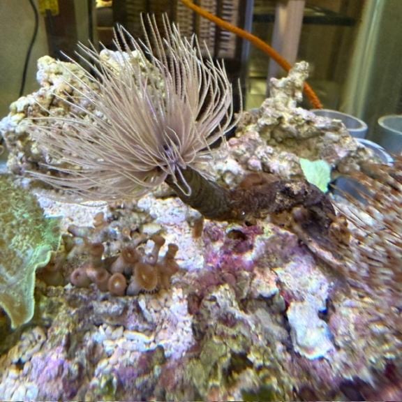 ハタゴイソギンチャク【セブ産】 | 海水魚図鑑（過去入荷）,サンゴ
