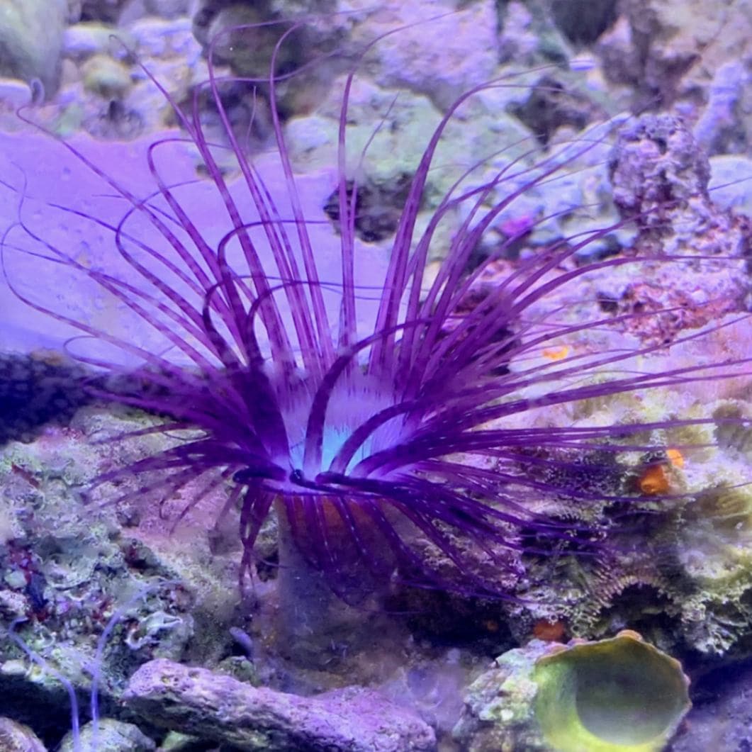 イボハタゴイソギンチャク エメラルドグリーン＆パープル 10cm