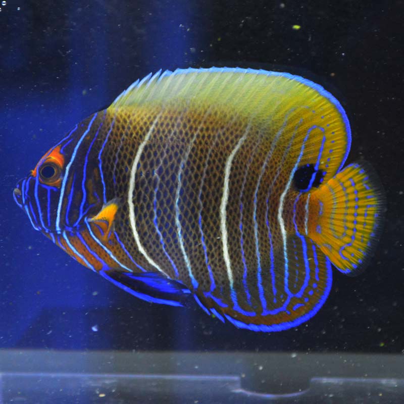 アデヤッコ【インドネシア産】 | 海水魚図鑑（過去入荷）,海水魚