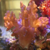 サンゴの販売ページ|海水魚ショップやどかり屋