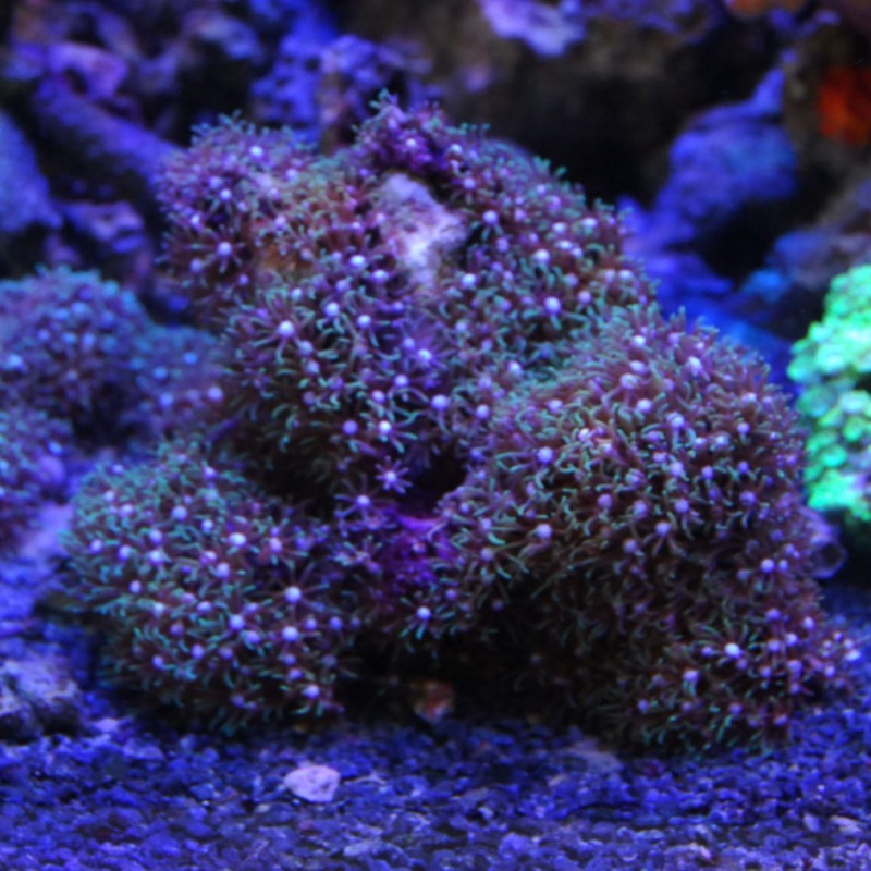 スターポリプ サンゴ ソフトコーラル ムラサキハナヅタ やどかり屋