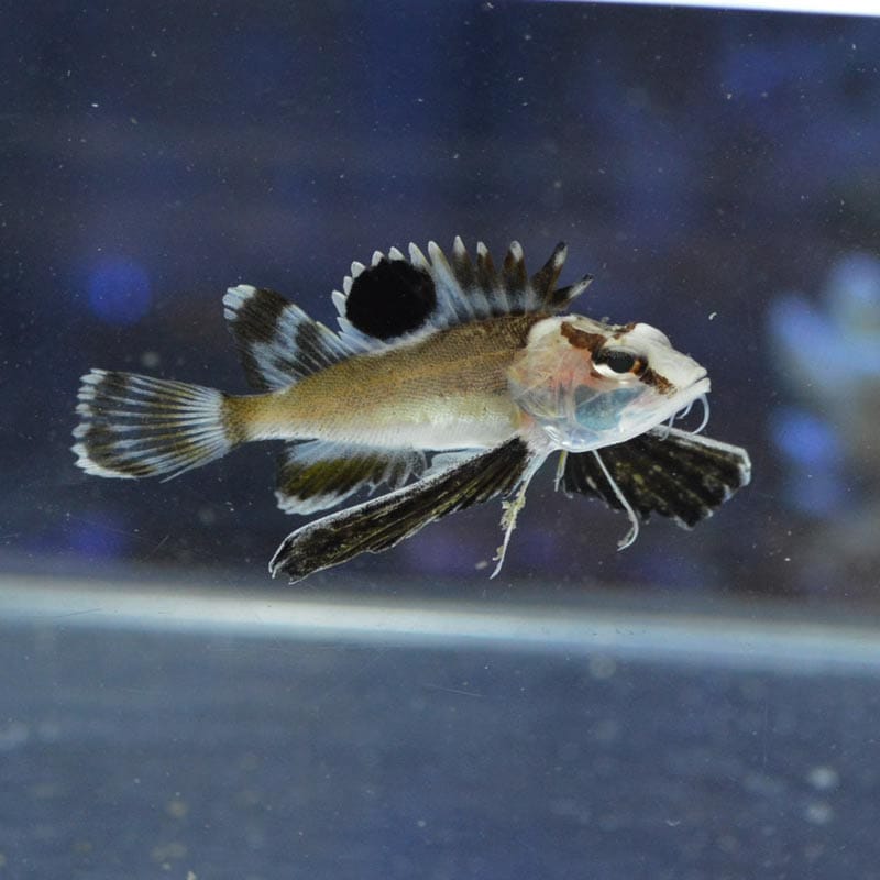 ハチ【近海産】 | 海水魚図鑑（過去入荷）,海水魚,その他 | やどかり屋