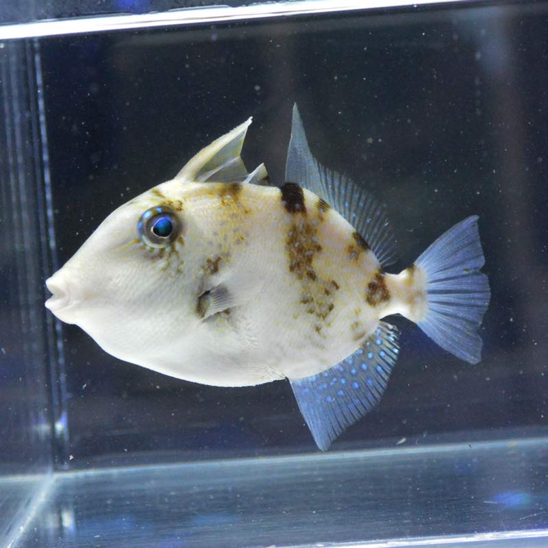 海水魚 ネズミモンガラ（グレイトリガーフィッシュ）【カリブ産】【初入荷