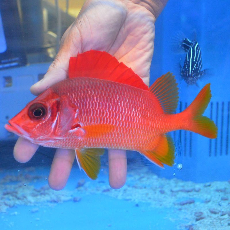 トガリエビス【フィジー産】 | 海水魚図鑑（過去入荷）,海水魚,その他