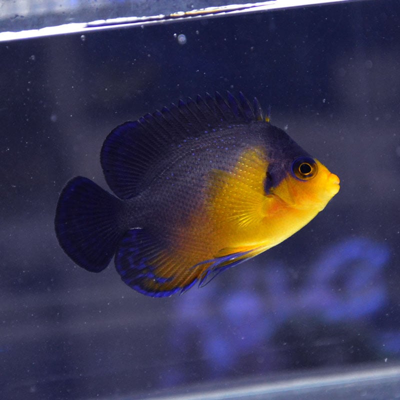 海水魚 スミレヤッコ