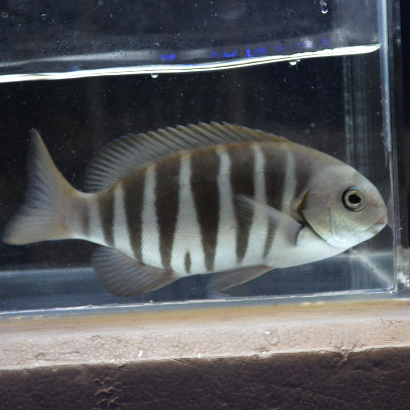 ゼブラフィッシュ 西オーストラリア産 海水魚図鑑 過去入荷 海水魚 その他 やどかり屋