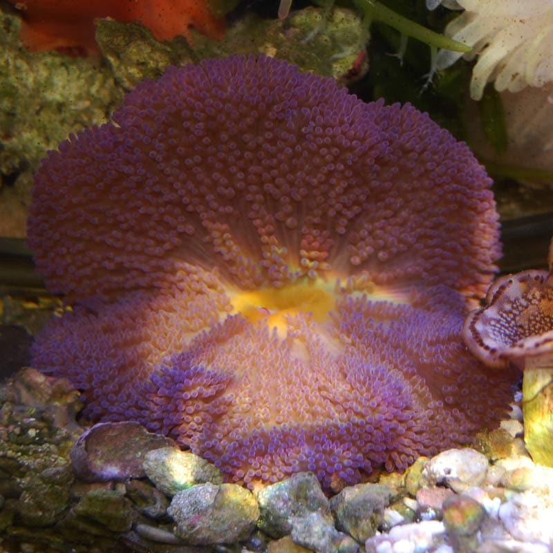 ハタゴイソギンチャク パープル マニラ産 海水魚図鑑 過去入荷 サンゴ イソギンチャク イソギンチャク やどかり屋