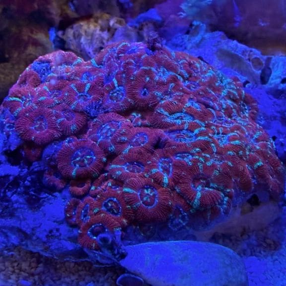 イソバナ【11066】 | 海水魚図鑑（過去入荷）,サンゴ・イソギンチャク