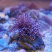 インドケヤリ【03000】