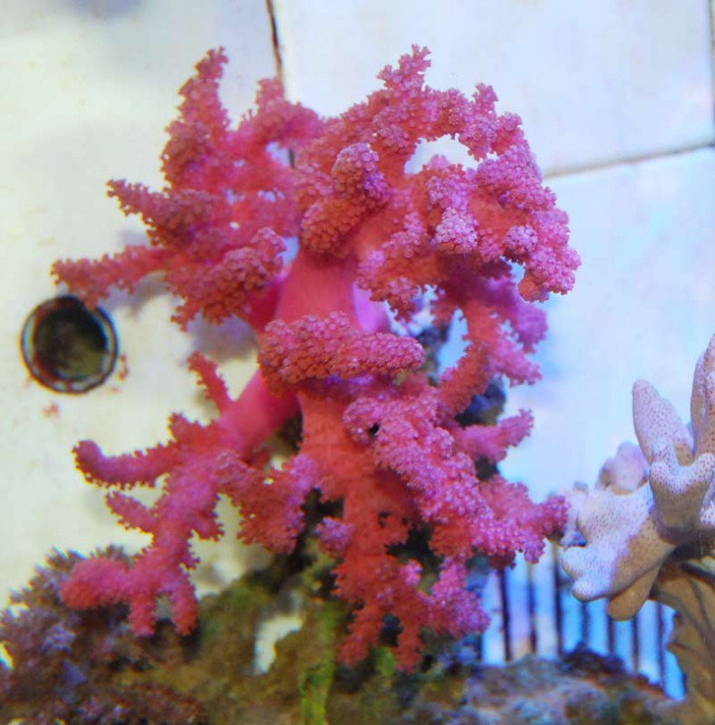 コルトコーラル 1321 海水魚図鑑 過去入荷 サンゴ イソギンチャク ソフトコーラル やどかり屋