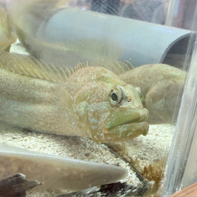 カージナルソルジャーフィッシュ【カリブ産】 | 海水魚図鑑（過去入荷