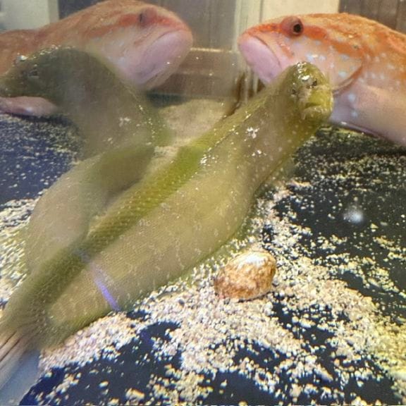 ジュウイチトゲコブシガニ【セブ産】 | 海水魚図鑑（過去入荷）,甲殻類