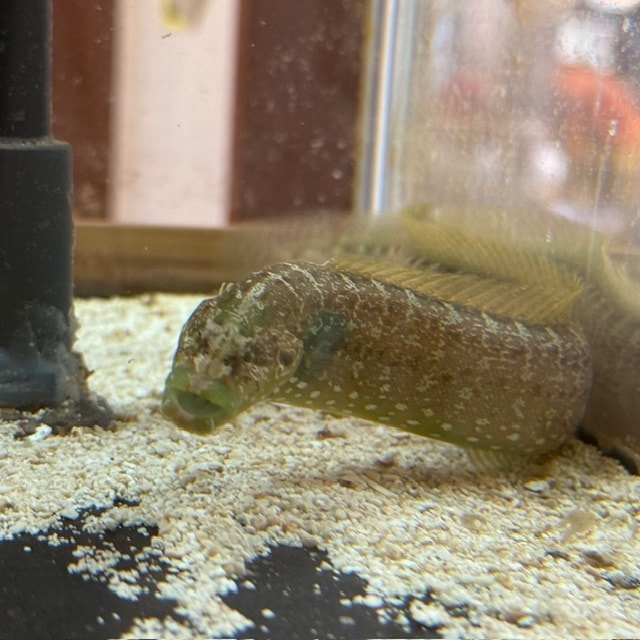 フロストバイトオセラリス 仲良し2匹【国産ブリード】 | 海水魚