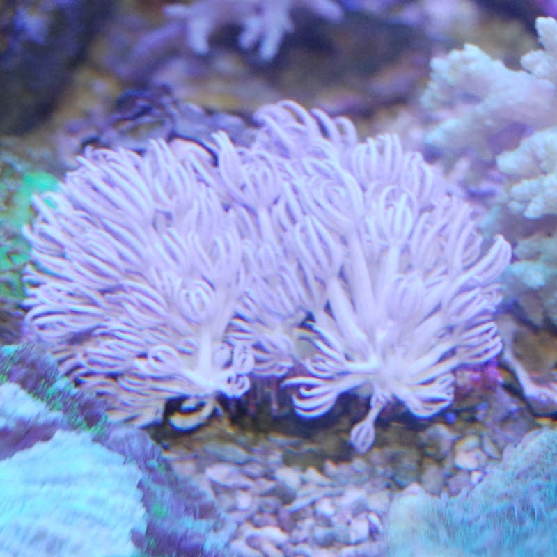 Sansibia Cora イタアザミ【沖縄産】【814】 | 海水魚図鑑(過去入荷),サンゴ・イソギンチャク,ソフトコーラル | やどかり屋