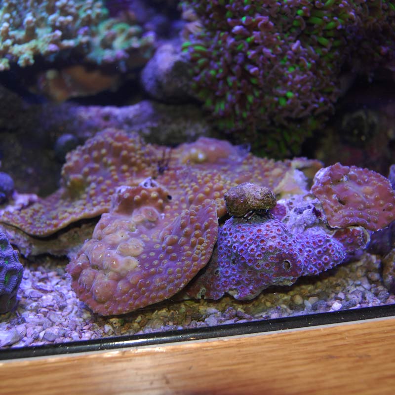 ヨコミゾスリバチサンゴ【5038】 | 海水魚図鑑（過去入荷）,サンゴ