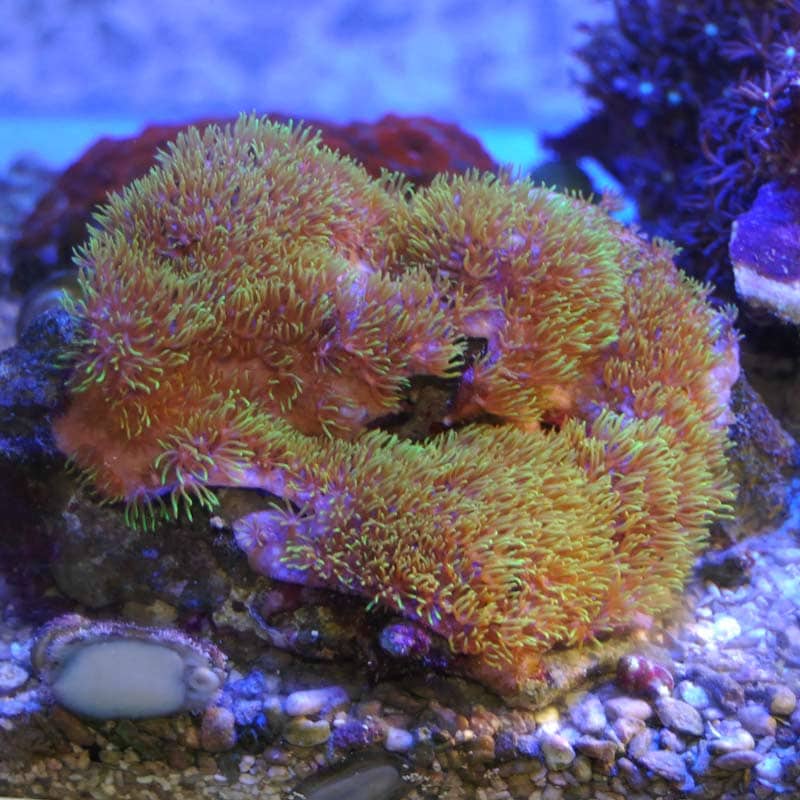 スターポリプ スターポリプ 【1231】【沖縄産】 | 海水魚図鑑（過去入荷）,サンゴ