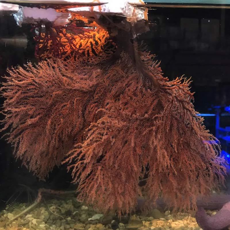 ウミマツsp.【近海産】【2089】 | 海水魚図鑑（過去入荷）,サンゴ