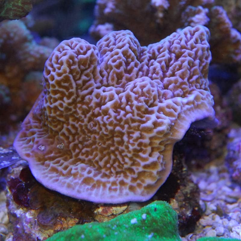 天然サンゴ　コーラル　鶏の彫刻　穴あき　インドネシア コモンサンゴ 【インドネシア産】【2095】 | 海水魚図鑑（過去入荷
