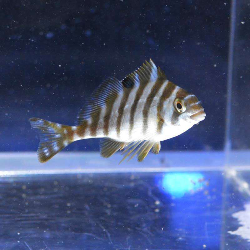 タカノハダイ（ヒダリマキ）【近海産】 | 海水魚図鑑（過去入荷）,海水