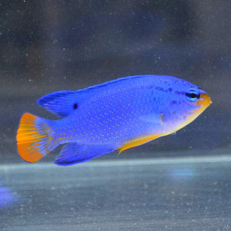 オレンジ・テール・ブルーデビル【バリ産】左 | 海水魚図鑑（過去入荷