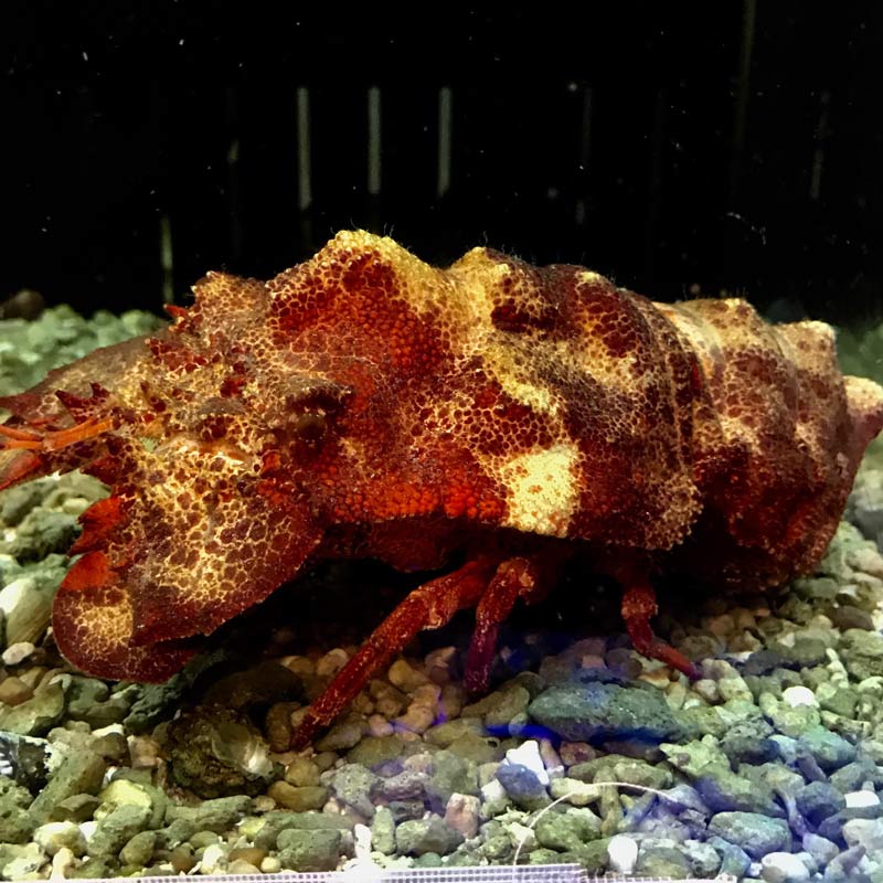 コブセミエビ【近海産】 | 海水魚図鑑（過去入荷）,甲殻類 | やどかり屋