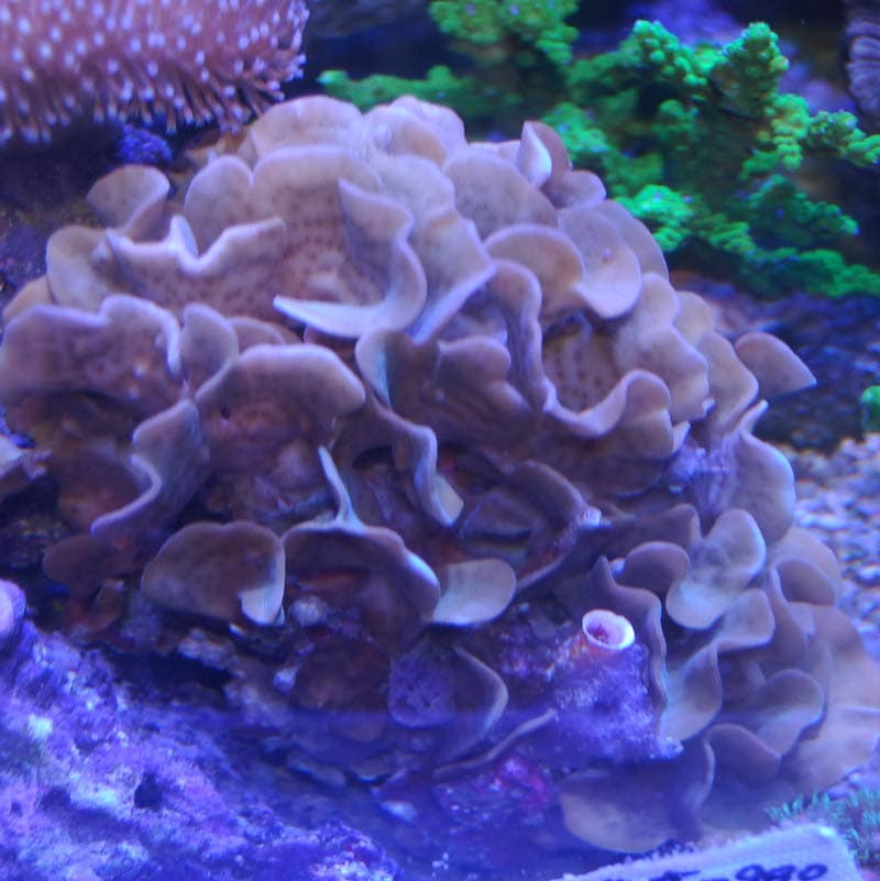 サオトメシコロサンゴ【3010】 | 海水魚図鑑（過去入荷）,サンゴ