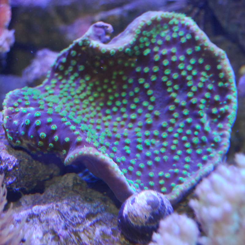 ヨコミゾスリバチサンゴ【01122】 | 海水魚図鑑（過去入荷）,サンゴ