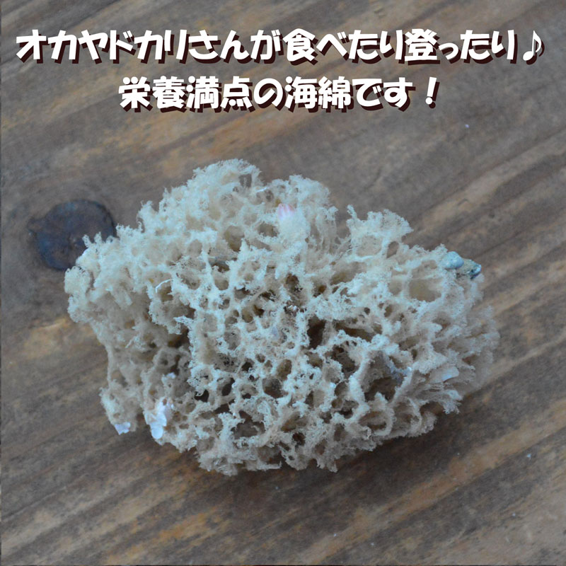 天然海綿ミニ 約4cm 写真とイメージが違います 天然ものです オカヤドカリ飼育用品 飲み水 やどかり屋 天然海綿ミニ 約4cm 写真とイメージが違います 天然ものです オカヤドカリ飼育用品 飲み水 やどかり屋