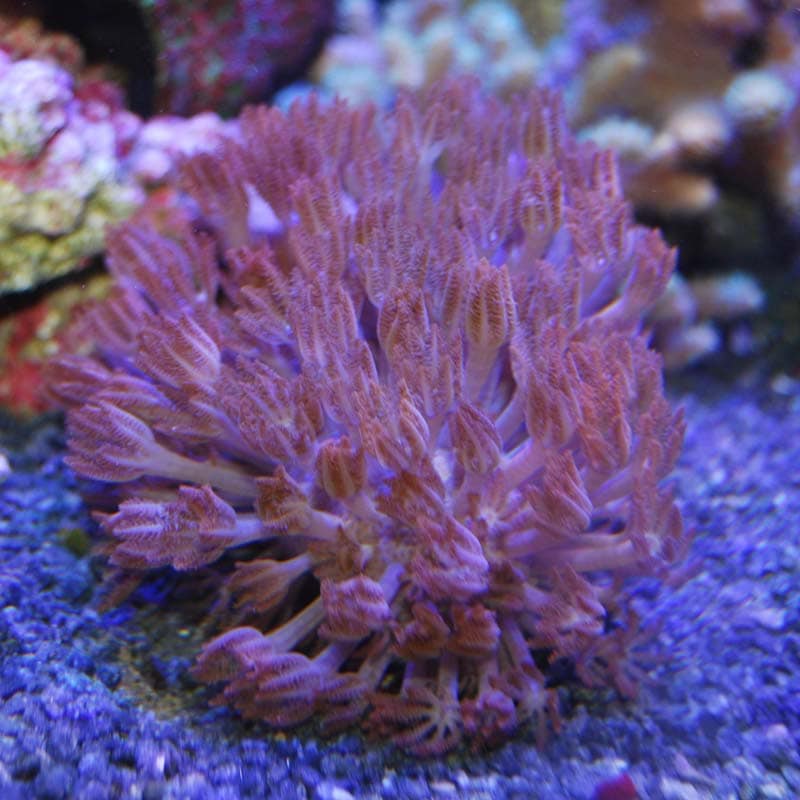 ウミアザミsp 沖縄産 海水魚図鑑 過去入荷 サンゴ イソギンチャク ソフトコーラル やどかり屋