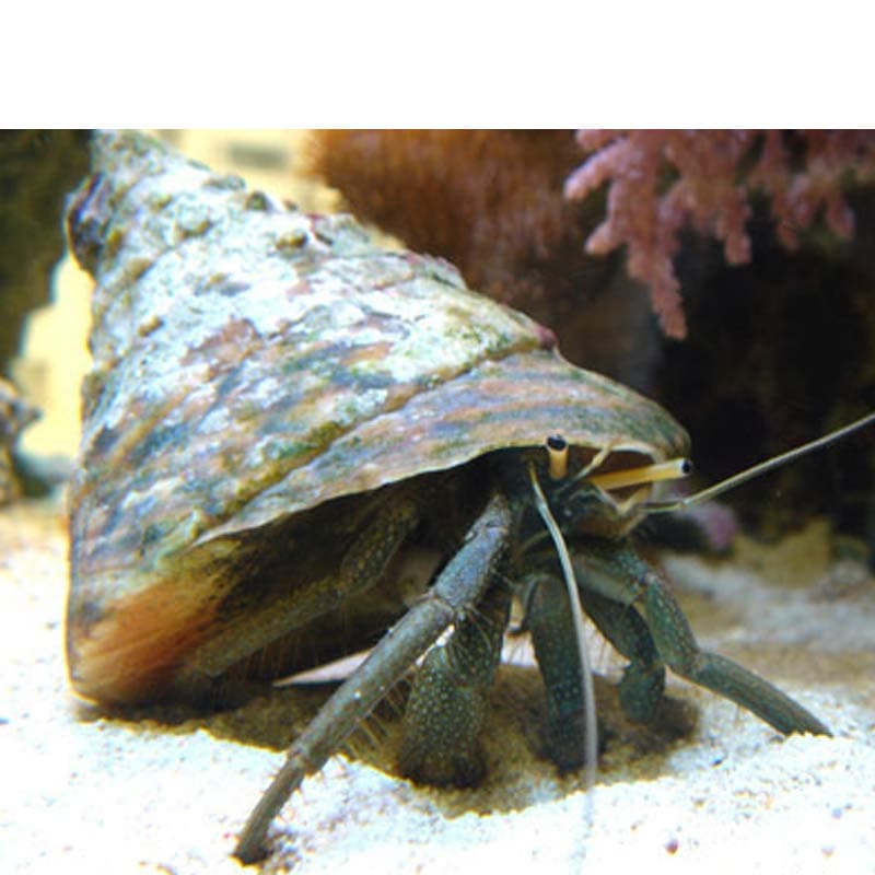 ツメナガヨコバサミ【汽水飼育可】 | 海水魚図鑑（過去入荷）,甲殻類