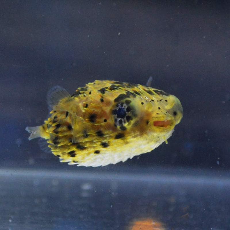 ハリセンボン 1匹 8CM前後 SMサイズ インドネシア 海水魚 熱帯魚 生体 即決 - 魚類、水生生物