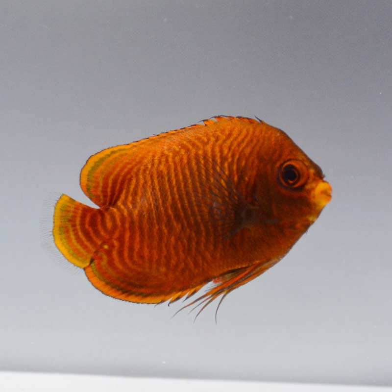 ゴールデンエンゼルフィッシュ【インドネシア産】 | 海水魚図鑑（過去