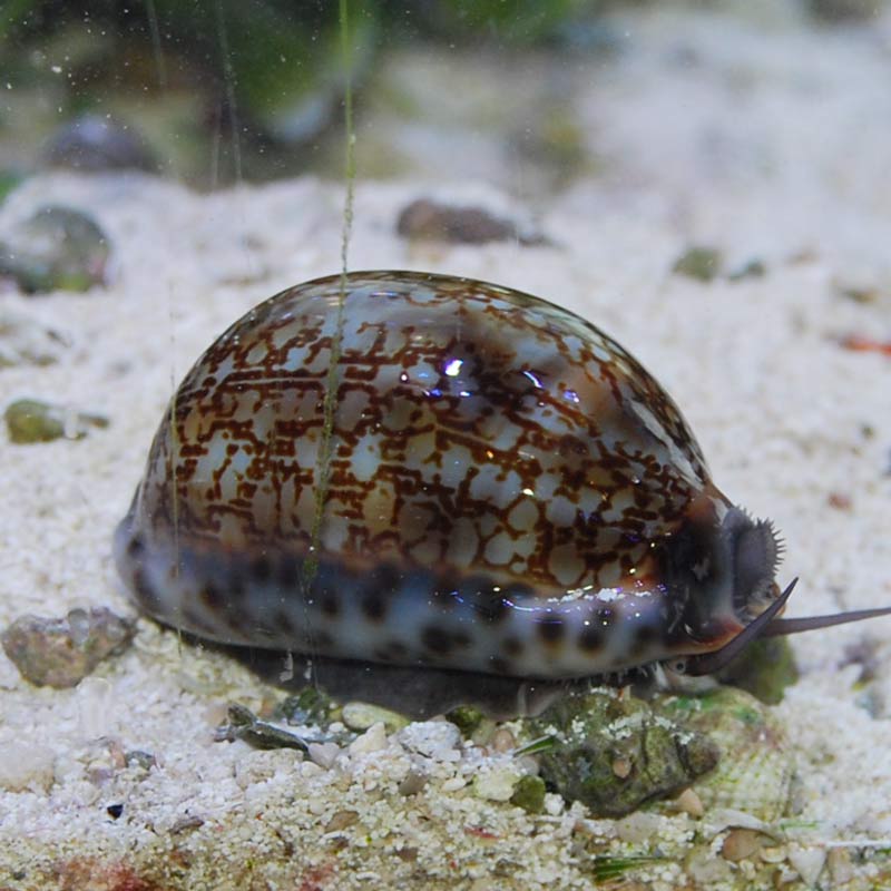 ホソヤクシマダカラ 海水魚図鑑 過去入荷 海水魚 貝 ウミウシ ナマコ やどかり屋