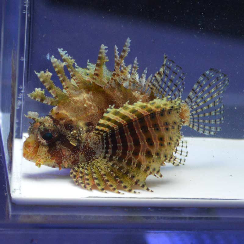 シマヒメヤマノカミ 【セブ産】 | 海水魚図鑑（過去入荷）,海水魚