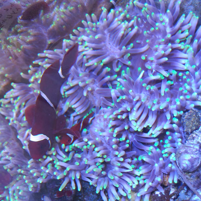 引取限定 ウメボシイソギンチャク クマノミ ハタゴイソギンチャク 海水魚 ブランド買うならブランドオフ 海水魚 引取限定 ウメボシイソギンチャク クマノミ ハタゴイソギンチャク 海水魚 ブランド買うならブランドオフ 海水魚